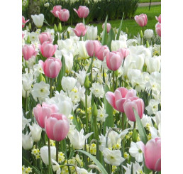 Směs tulipánů a narcisů ´SWEET DREAMS´ , bal. 100 ks, I, XXL