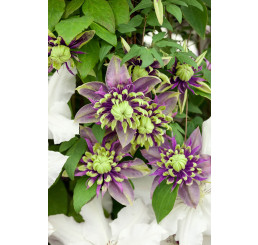 Clematis ´Taiga®´/ Plamének plnokvětý, mladá r., K9