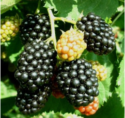 Rubus fruticosus ´Thornfree´ / Beztrnná ostružina, 20 - 30 cm, K9