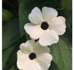 Thunbergia alata Sunny Susy® White Halo / Černooká Zuzana, bal. 6 ks sadbovačů