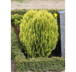Thuja orientalis ´Aurea Nana´ / Zerav východní, 10-15 cm, K9