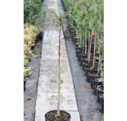 Thuja plicata ´Whipcord´/ Zerav řasnatý, km. 80 cm, C7,5 