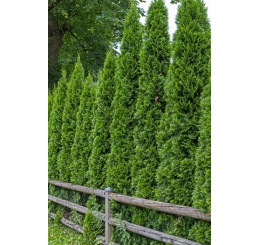 Thuja occid. ´Smaragd´ / Zerav smaragdový, 30-40 cm, C2