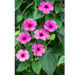 Thunbergia alata Sunny Susy ® ´Rose Sensation´ / Černooká Zuzana, bal. 3 ks, 3xK7