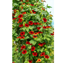 Thunbergia alata Sunny Susy ® ´Brownie´/ Černooká Zuzana, bal. 6 ks sadbovačů