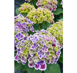 Hydrangea macr. bicolor ´Tivoli´/ Hortenzie dvoubarevná, C3