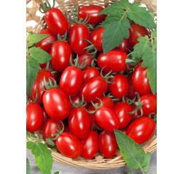 Rajče cherry ´Mirado®Red´, přirozeně rezistentní, roubovaná rostlina, K12