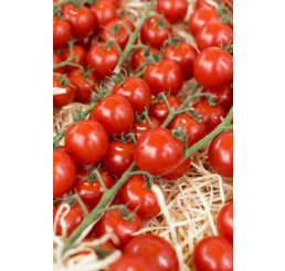 Rajče cherry ´Sanvitos® F1´ (Favorita), přirozeně rezistentní, roubovaná rostlina, K12