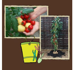 TomTato®, roubovaná r., K17