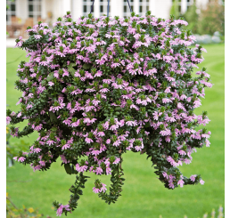 Scaevola WFL® Scalora Topaz Pink / Vějířovka, bal. 6 ks, 6x K7