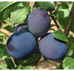 Prunus domestica  ´Tophit´ / Slivoň podzimní velkoplodá, myr.