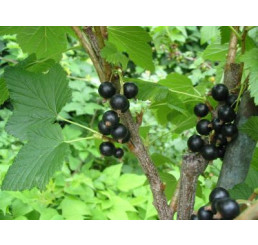 Ribes nigra ´Triton´ / Rybíz černý, keř, 4-5 výh., VK