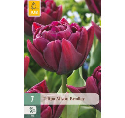 Tulipa ´Alison Bradley´ / Tulipán, bal. 7 ks, 11/12