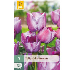 Tulipa ´Blue Heaven´ / Tulipán, bal. 7 ks, 11/12