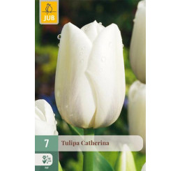 Tulipa ´Catherina´ / Tulipán, bal. 7 ks, 11/12