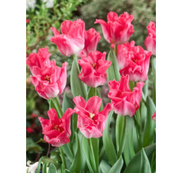 Tulipa ´Dynasty´ / Tulipán, bal. 5 ks, 12/+