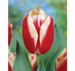 Tulipa ´Leen Van der Mark´ / Tulipán, bal. 5 ks, 12/+