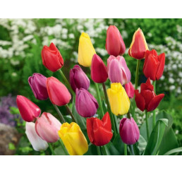Směs Triumph tulipánů, bal. 10 ks, 11/12