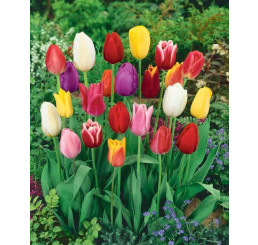Směs Darwin tulipánů, bal. 10 ks, 11/12