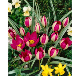Tulipa ´Pulchella Persian Pearl´ / Tulipán, bal. 5 ks, 5/+