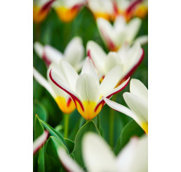 Tulipa ´The First´ / Tulipán,bal. 5 ks, 12/+