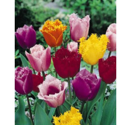 Směs třepenitých tulipánů, bal. 7 ks, 11/12