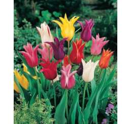 Tulipa Lilyflowering Mix / Směs liliokvětých tulipánů, bal. 7 ks, 11/12