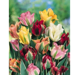 Směs viridiflora tulipánů / Harlekýn tulipány, bal. 20 ks, 12/+
