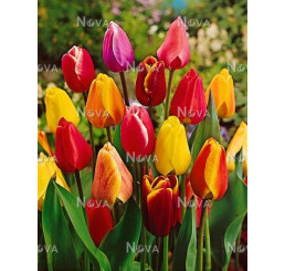 Směs jednoduchých tulipánů, bal. 20 ks, 11/12