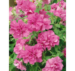 Petunia x atkinsiana ´Tumbelina® Candyfloss´ / Petúnie plnokvětá růžová, bal. 6 ks, 6x K7