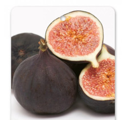 Ficus carica ´Turca´ / Černoplodý fíkovník, 20-40 cm, C1