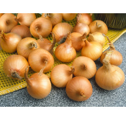 Cibuľa šalotka žltá ´GOLDEN GOURMET´, bal. 0,5 kg, 7/14 mm