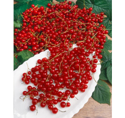 Ribes rubrum ´Jonkher Van Tets´ / Rybíz červený, keř, K9