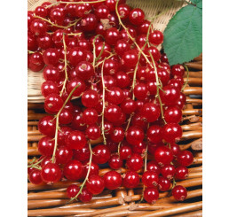 Ribes rubrum ´Jonkher Van Tets´ / Rybíz červený, keř, K9