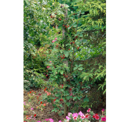 Rubus fruticosus ´Loch Ness´® / Ostružiník beztrný, 60/80, K12