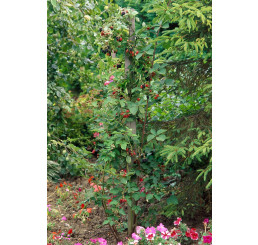 Rubus fruticosus ´Loch Ness´® / Ostružiník beztrný, 60/80, K12