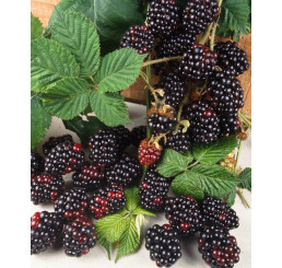 Rubus fruticosus ´Loch Ness´® / Ostružiník beztrný, C2