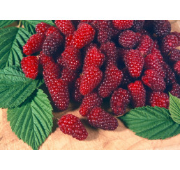 Rubus fruticosus ´Tayberry Buckingham´ / Malinoostružina, 20-30 cm, K11