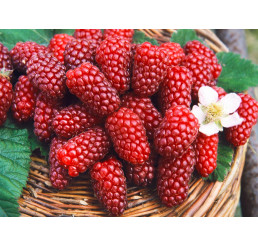 Rubus fruticosus ´Tayberry Buckingham´ / Malinoostružina, 20-30 cm, K11
