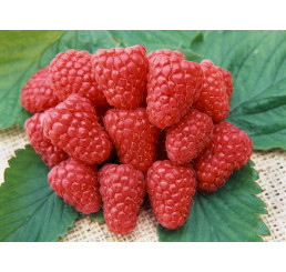 Rubus idaeus ´Heritage´ / Maliník červený, C2