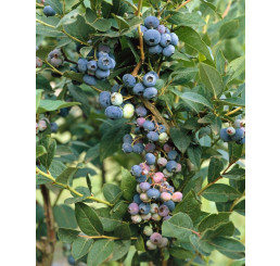 Vaccinium corymb. ´Brigitta Blue´ / Kanadská borůvka, 80/100, K16