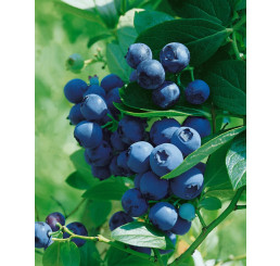 Vaccinium myrtillus/ Pravá lesná borůvka, K11