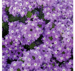Verbena Vera® Lavender / Železník kompaktný, bal. 6 ks, 6x K7