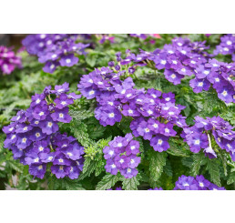 Verbena WFL® Estrella Imperial Blue / Železník modrý s bílou hvězdou, bal. 6 ks, 6xK7