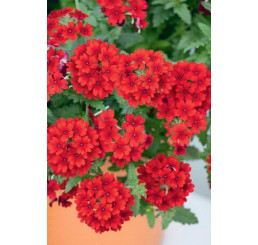 Verbena Summerdream®´Dark Red´/ Železník kompaktný, bal. 6 ks sadbovačů
