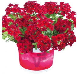 Verbena Vectura®´Dark Red´/ Železník kompaktný, K7