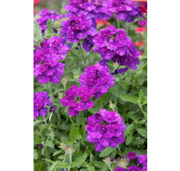 Verbena pac® Vera Deep Blue / Železník, bal. 3 ks, 3x K7