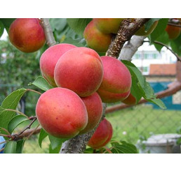 Prunus armeniaca ´Vesna´ / Meruňka, St. Julien