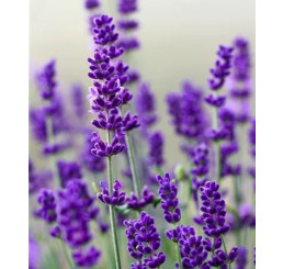 Lavandula angustifolia Vienco® ´Purple´/ Levandule úzkolistá, K9