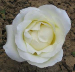Rosa ´Climbing Virgo´ / Růže popínavá bílá, C2